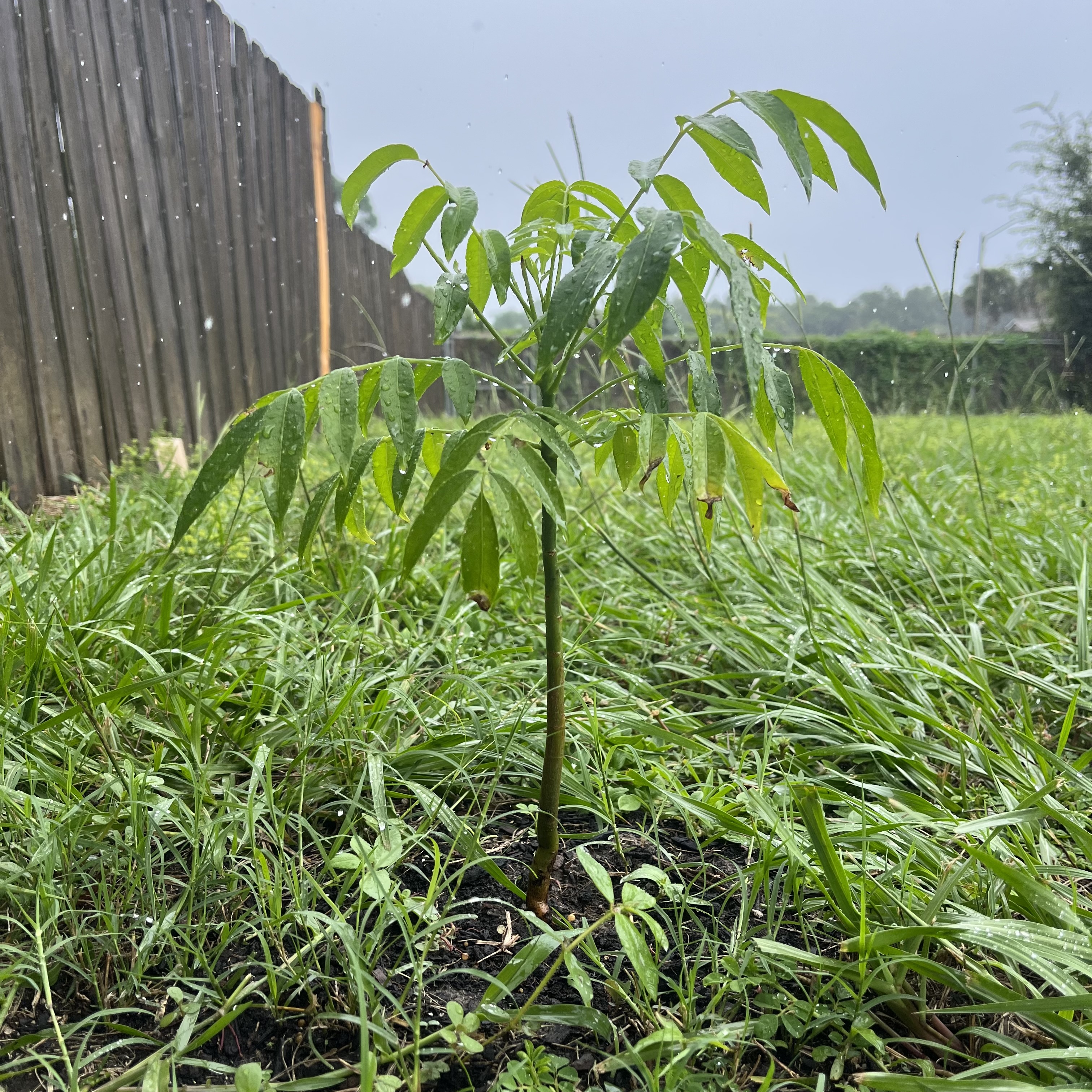 baby golden apple tree