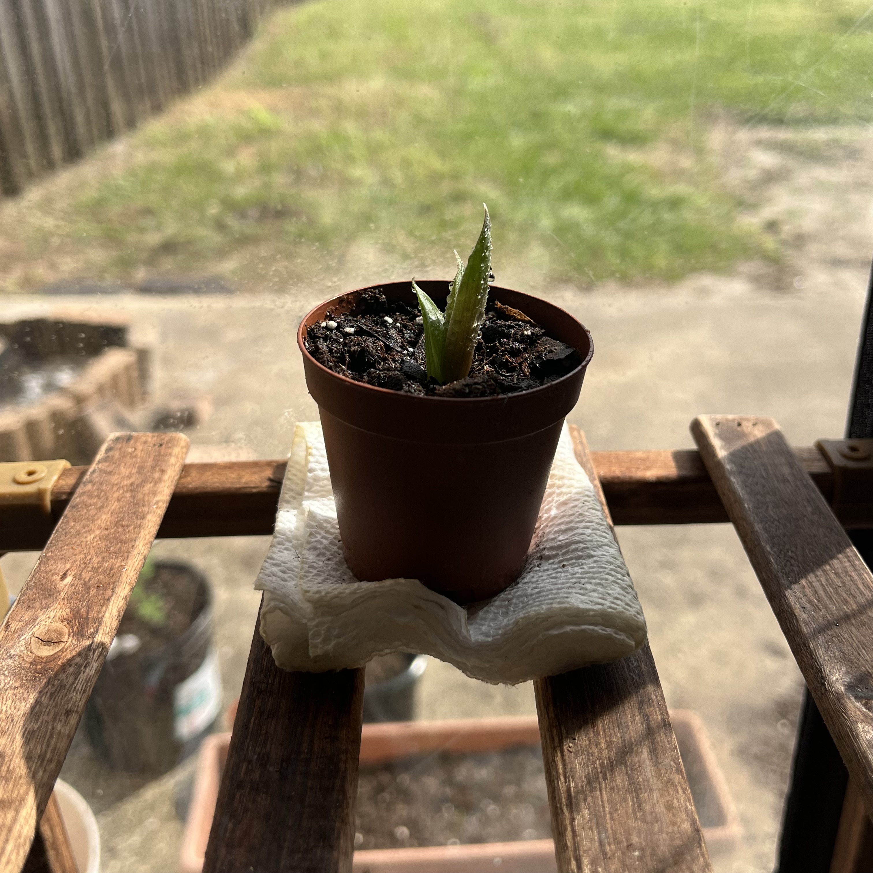 baby lace aloe