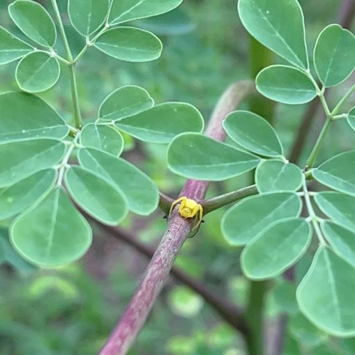 banana spider in moringa tree