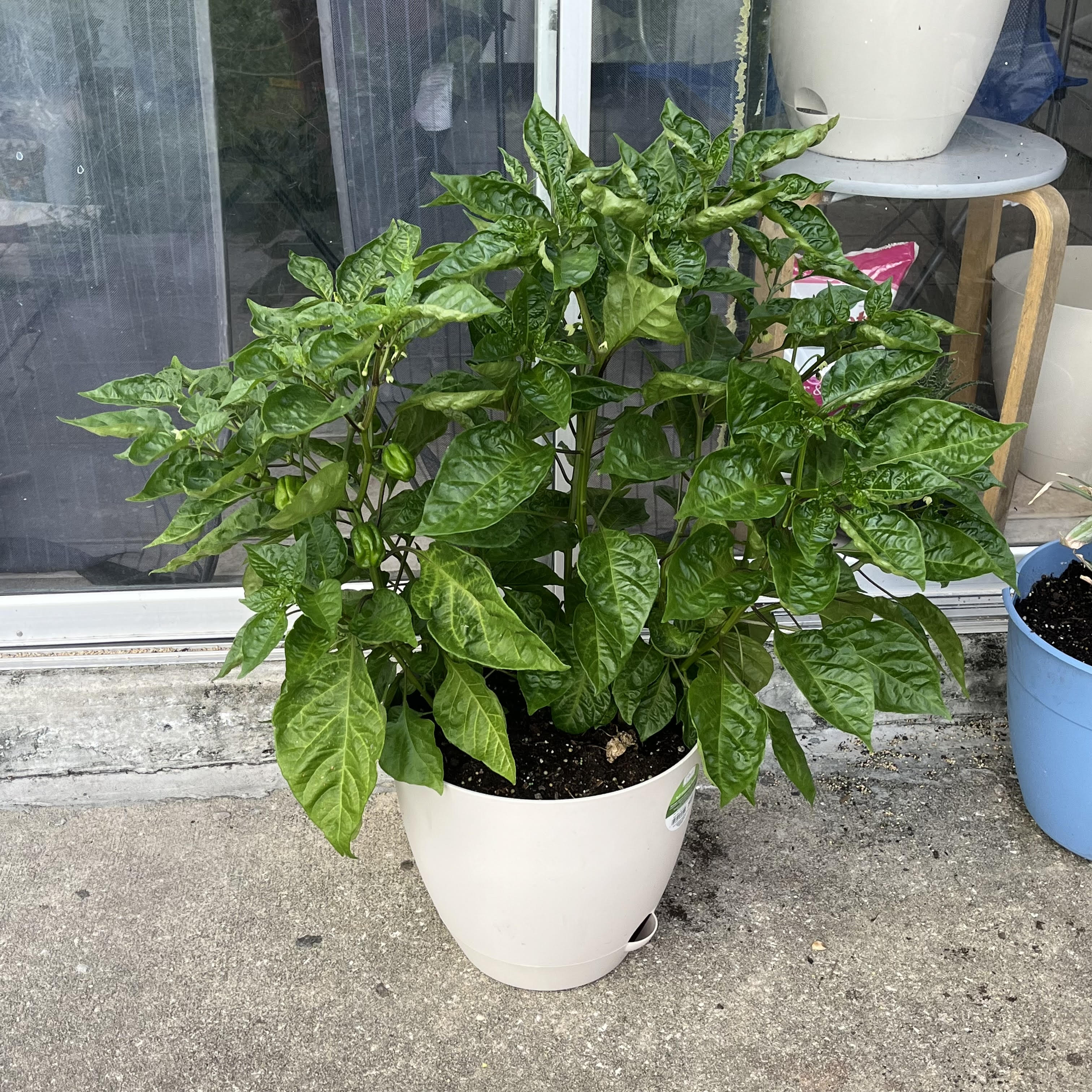 habanero plants before the infestation