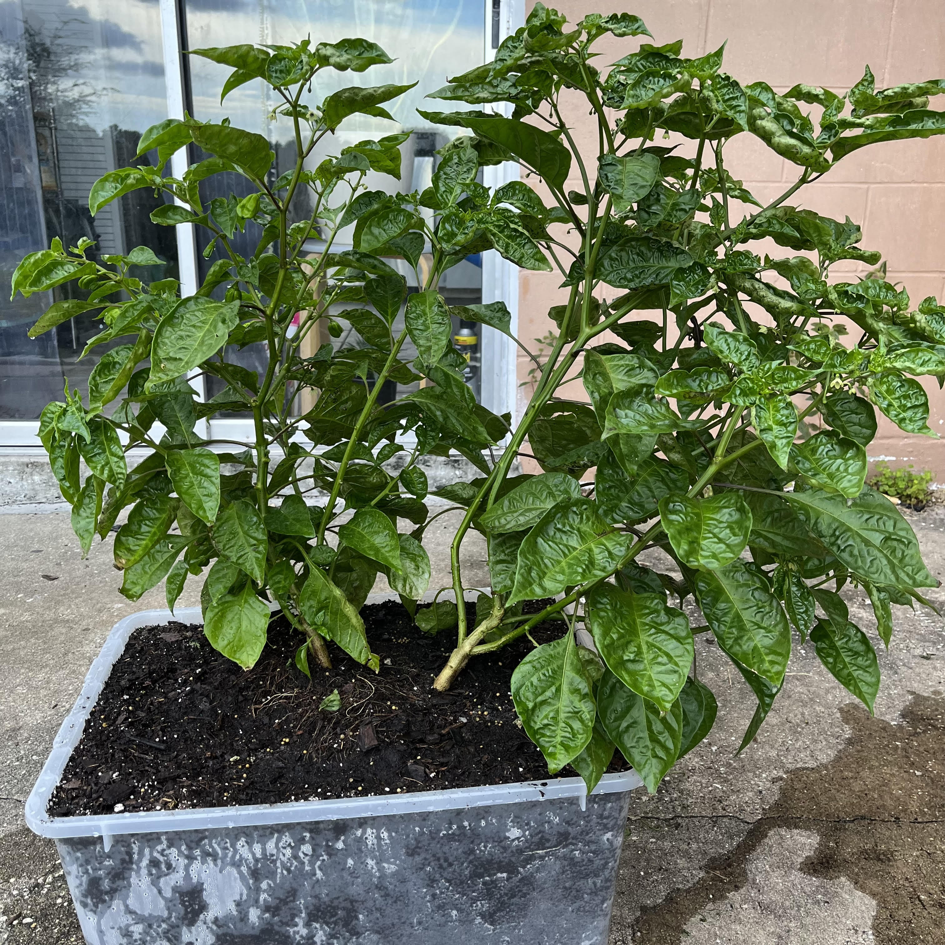 habanero plant