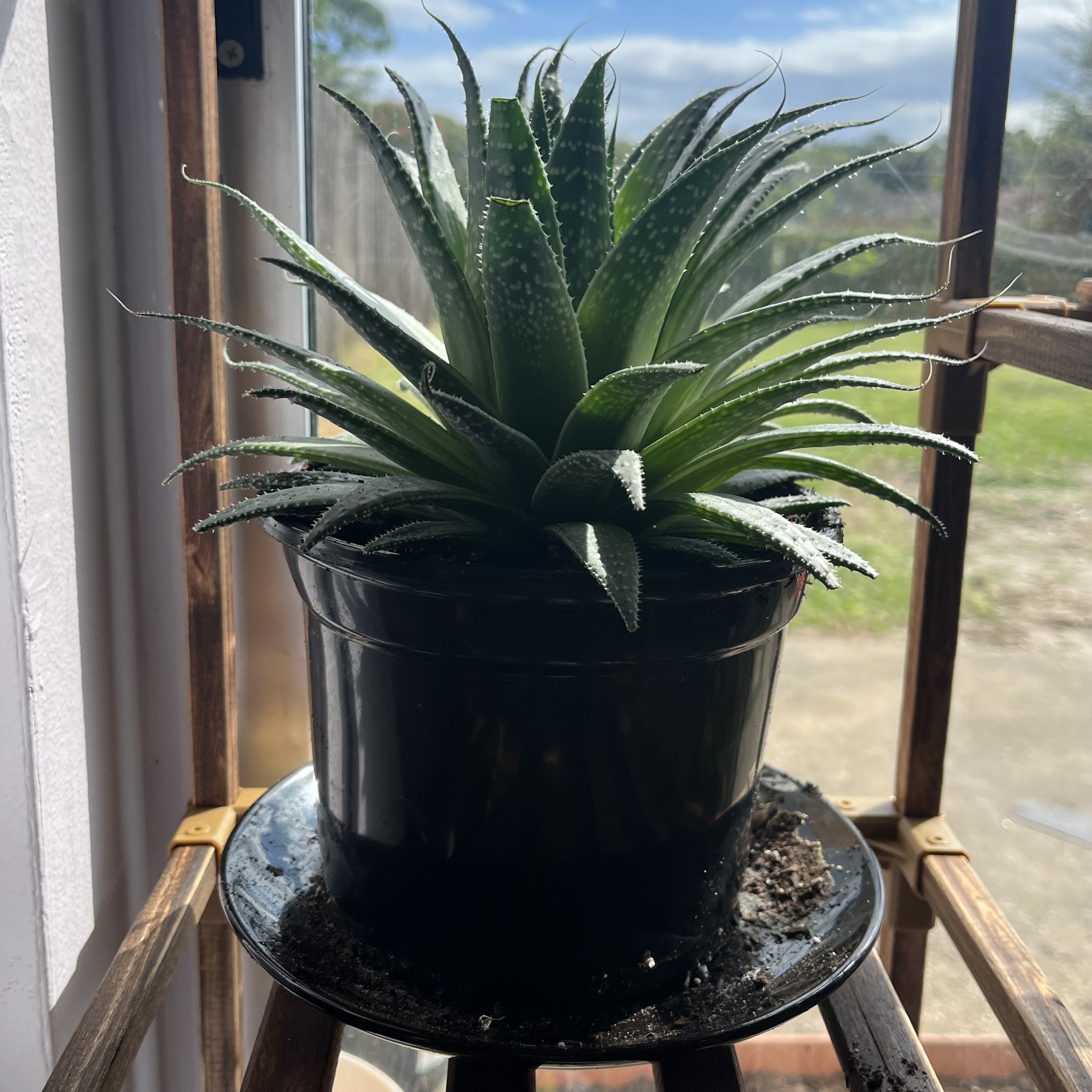 lace aloe growth