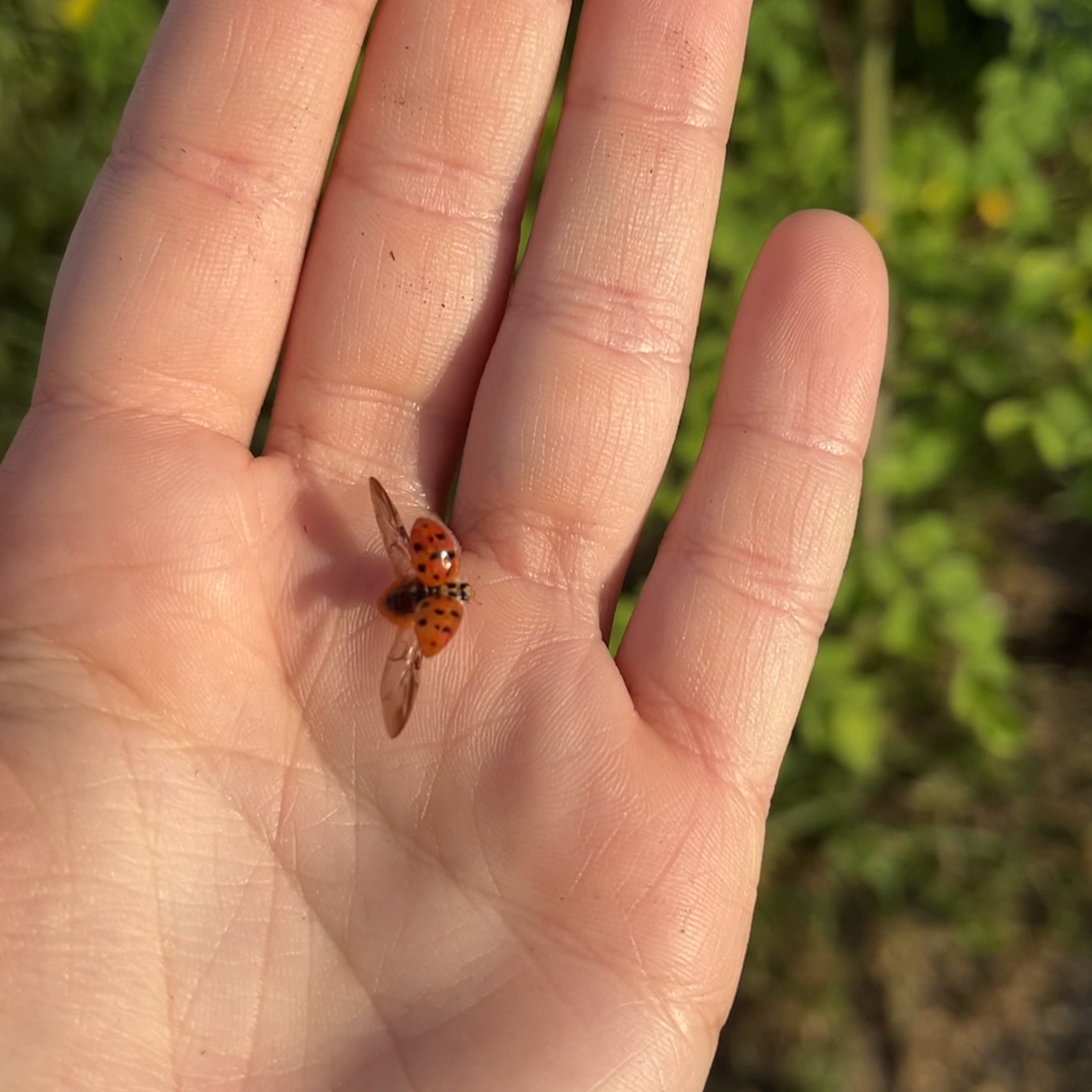 ladybug flying away