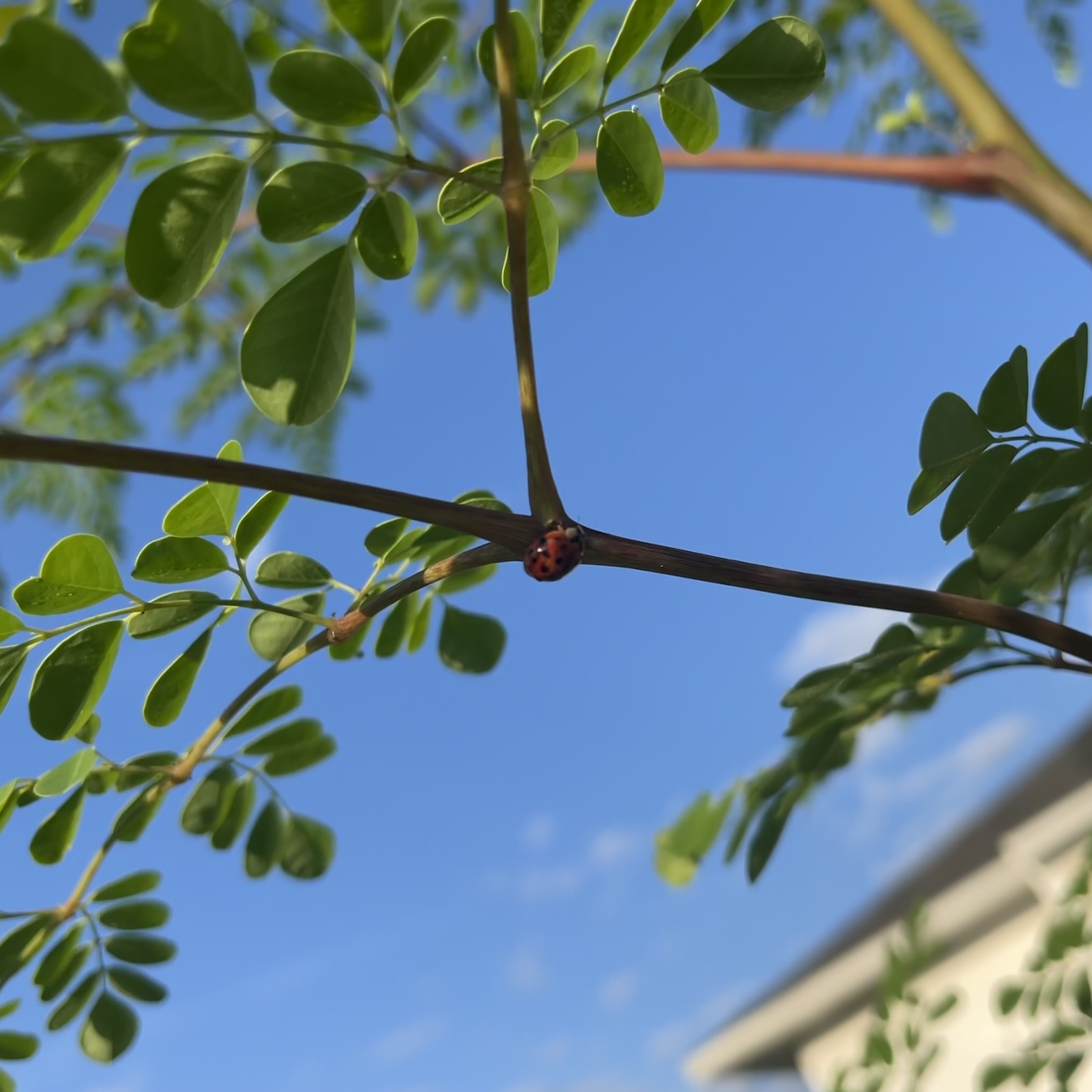 ladybug on a branch