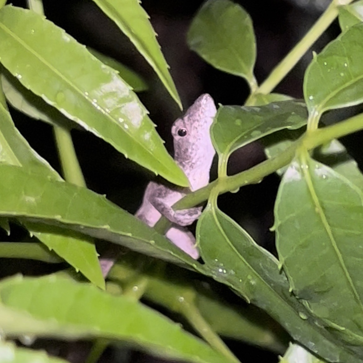 lizards in my plants