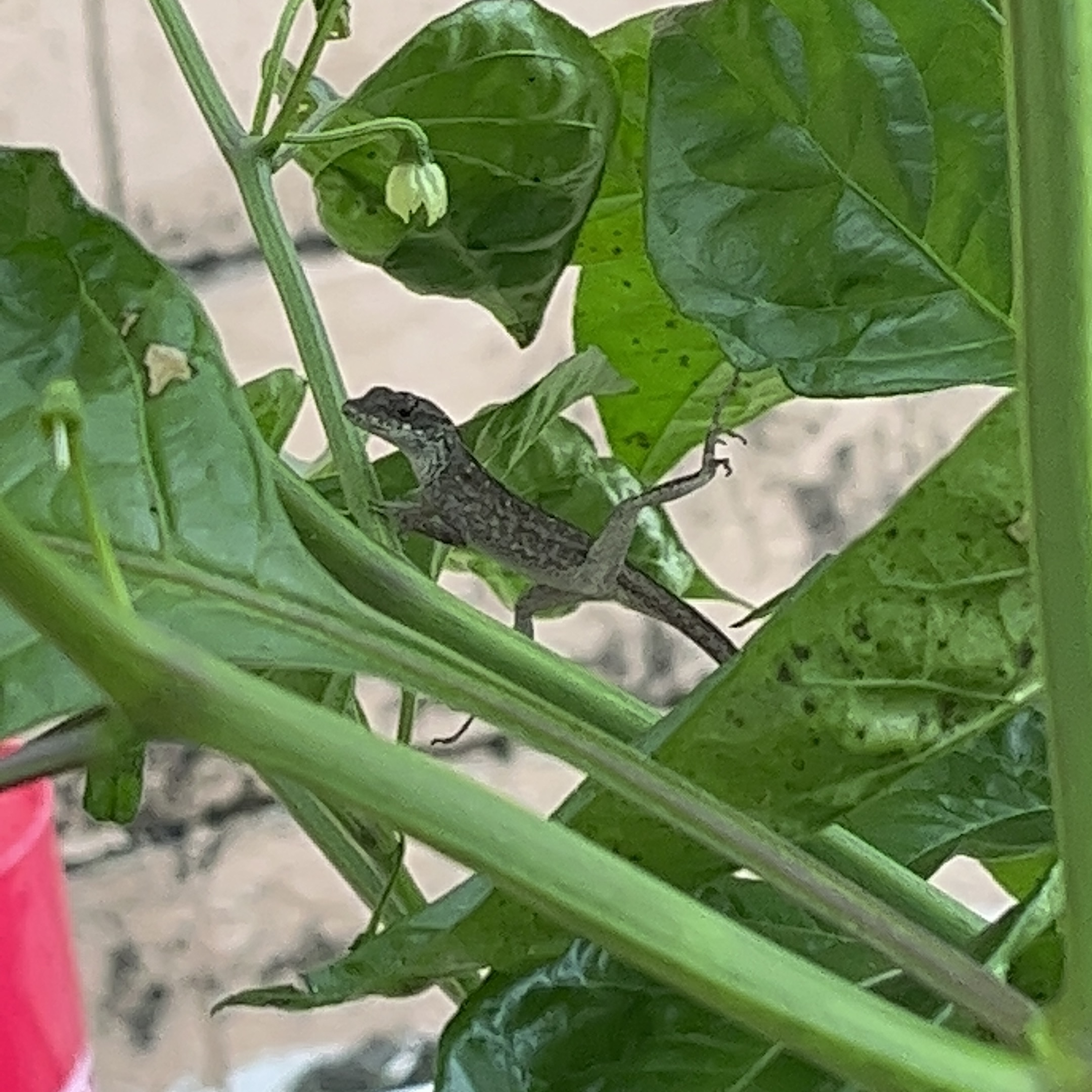 lizards in my plants