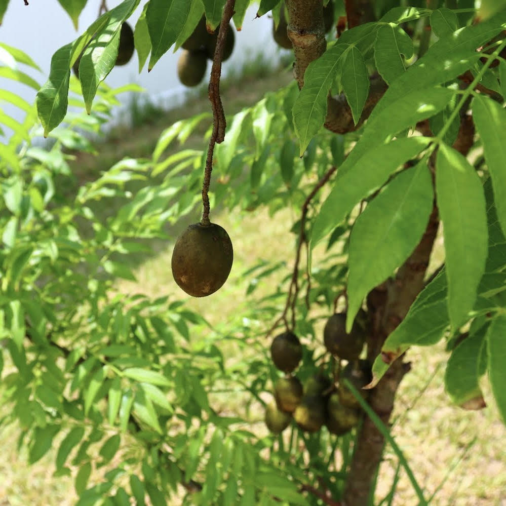 mom's fruit tree