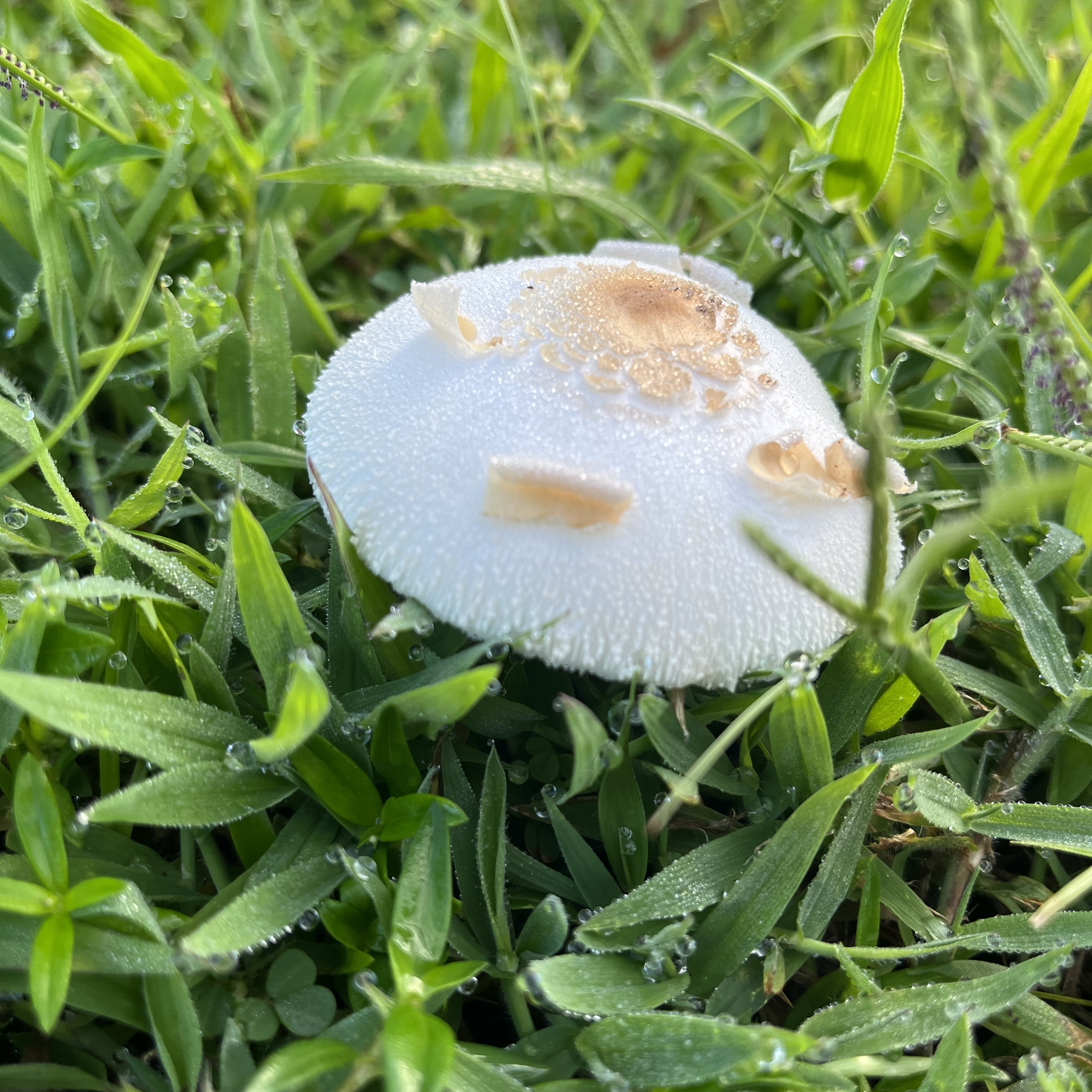 mushroom