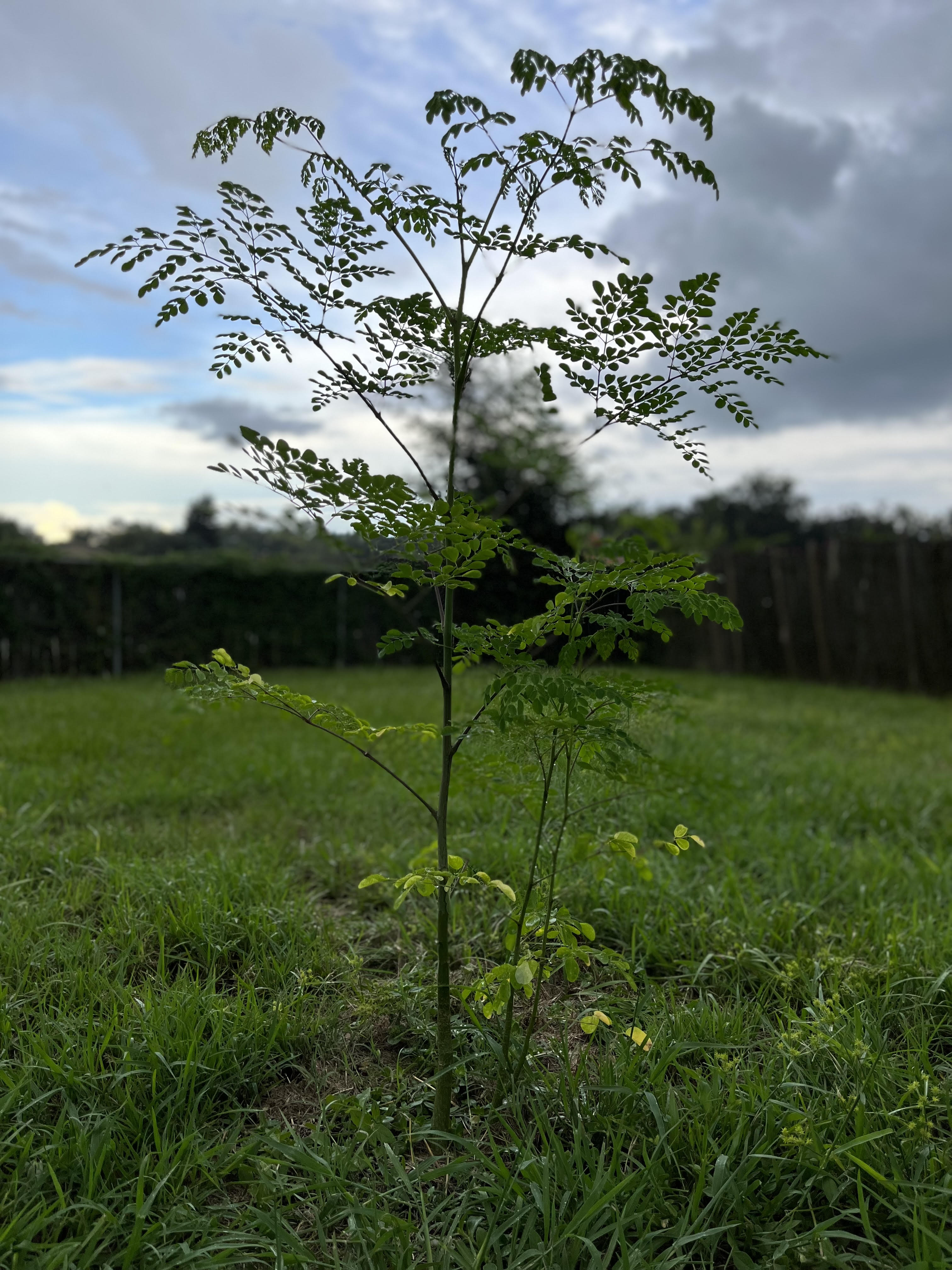 mystery moringa