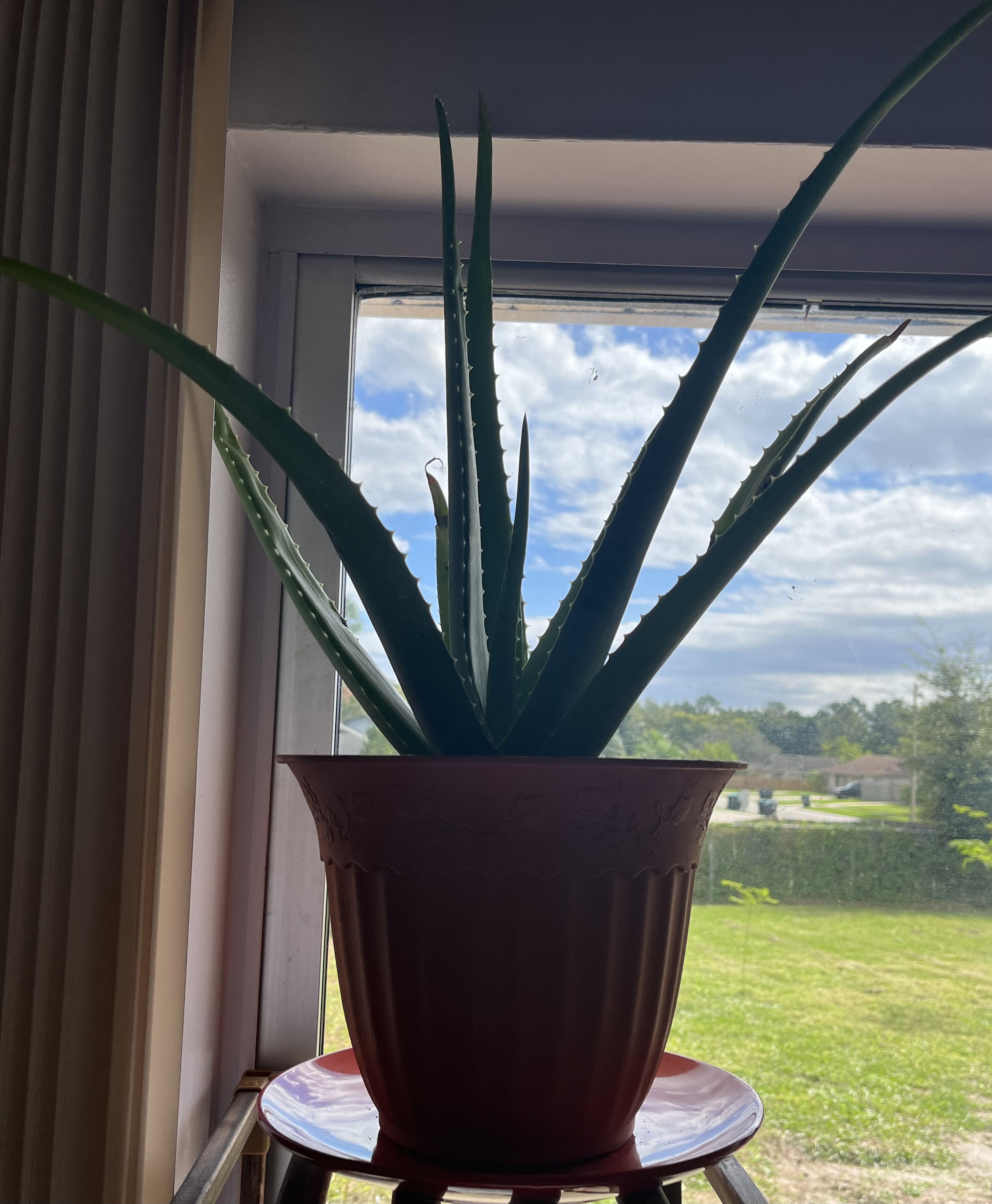 new aloe plant