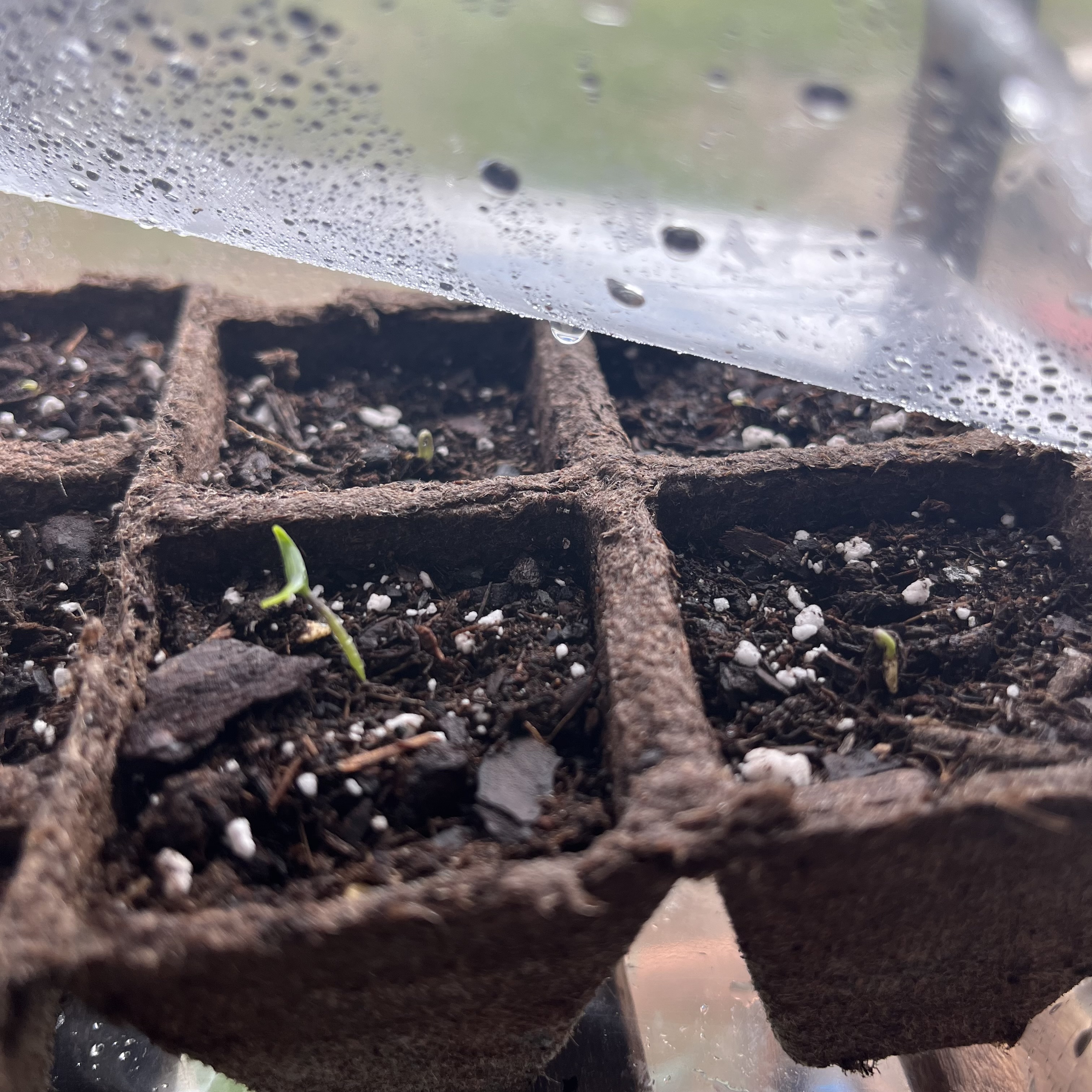 new pepper seedlings