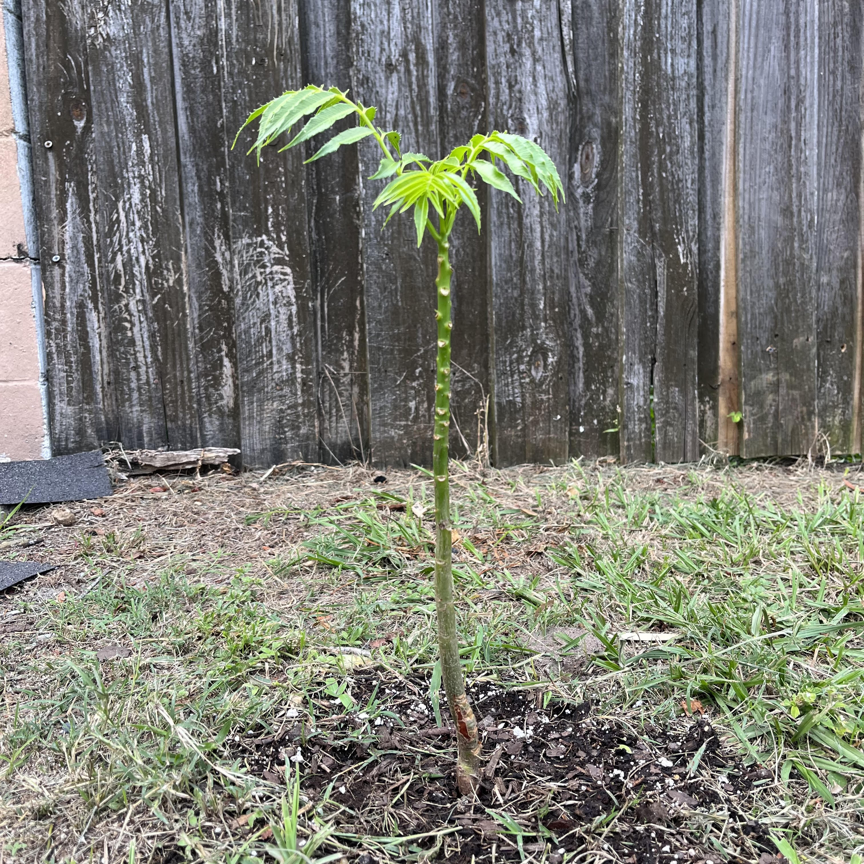 sad manazana de oro tree