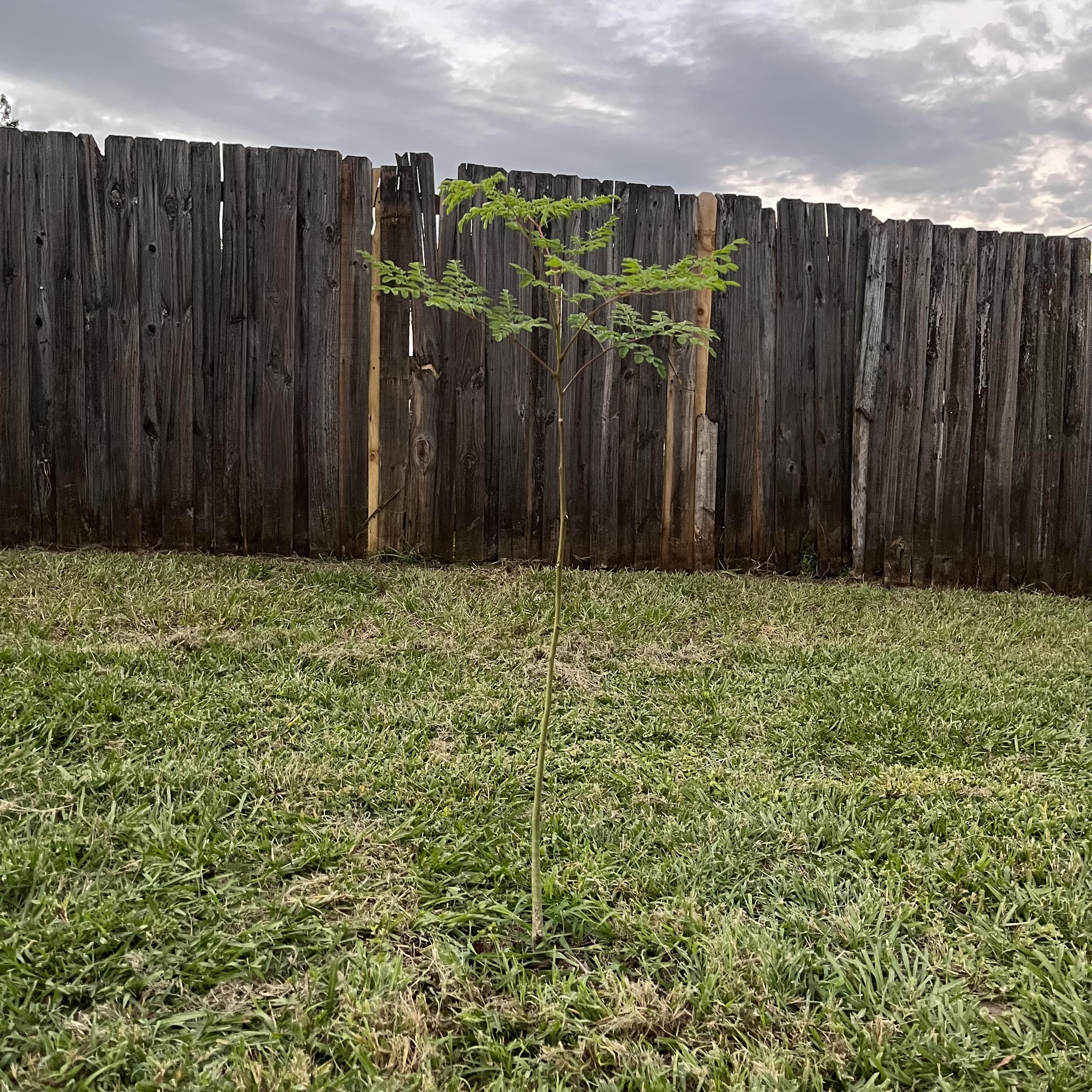 small moringa