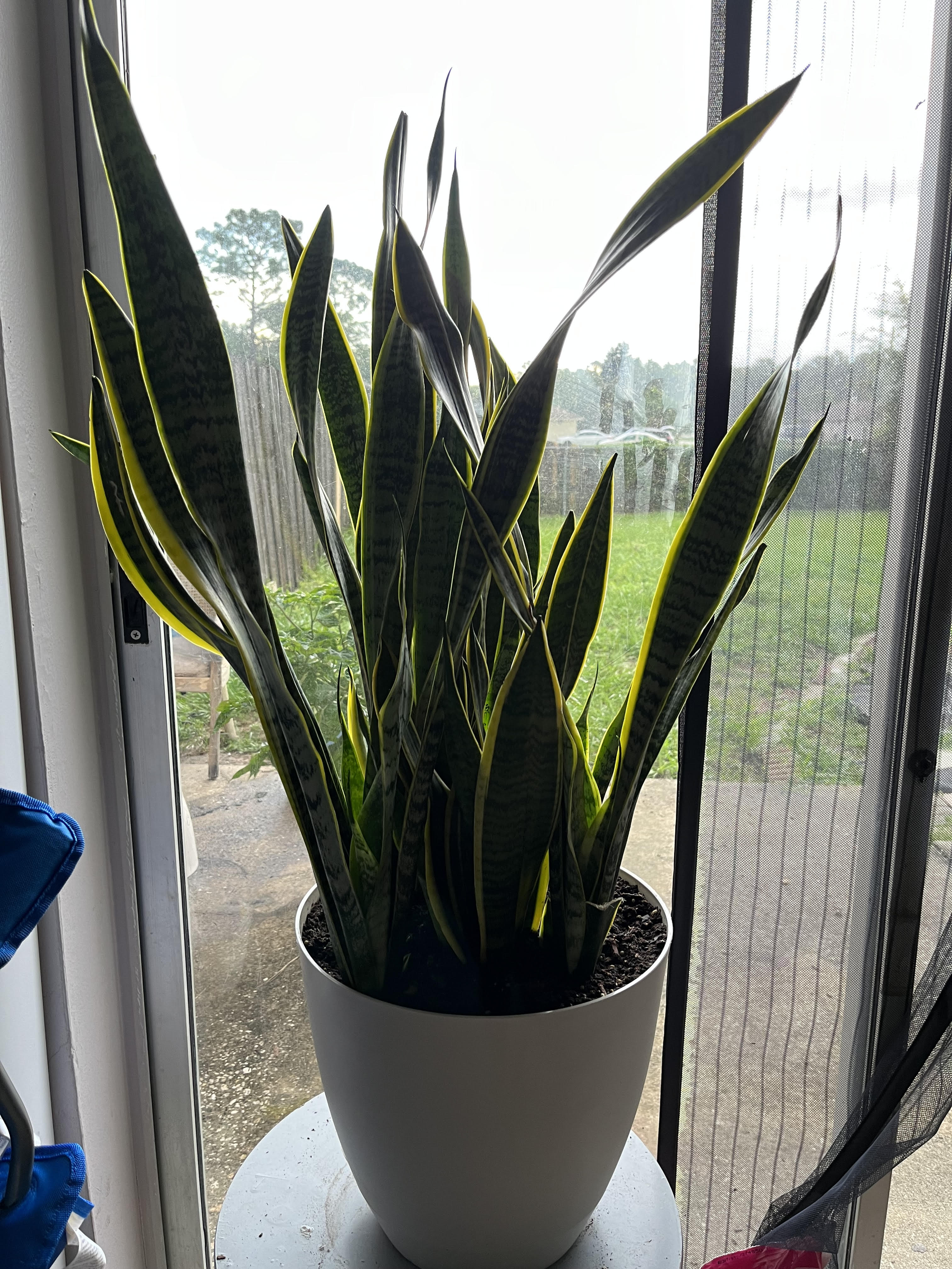 snake plant