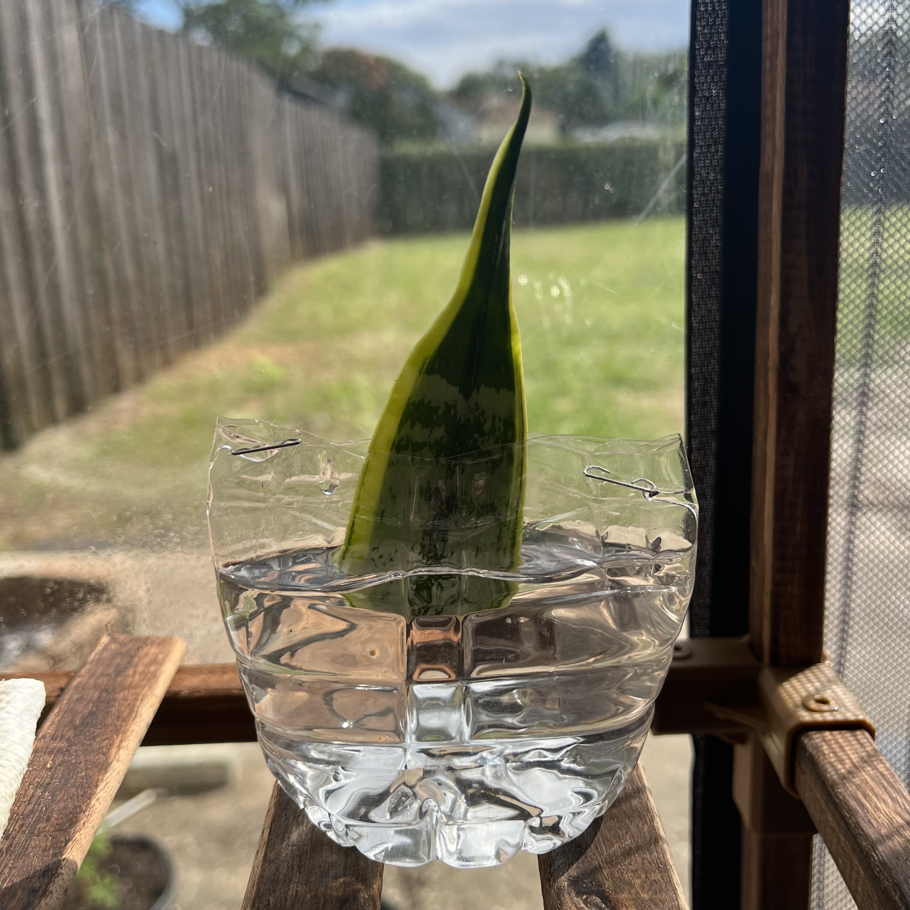 cut of the snake plant