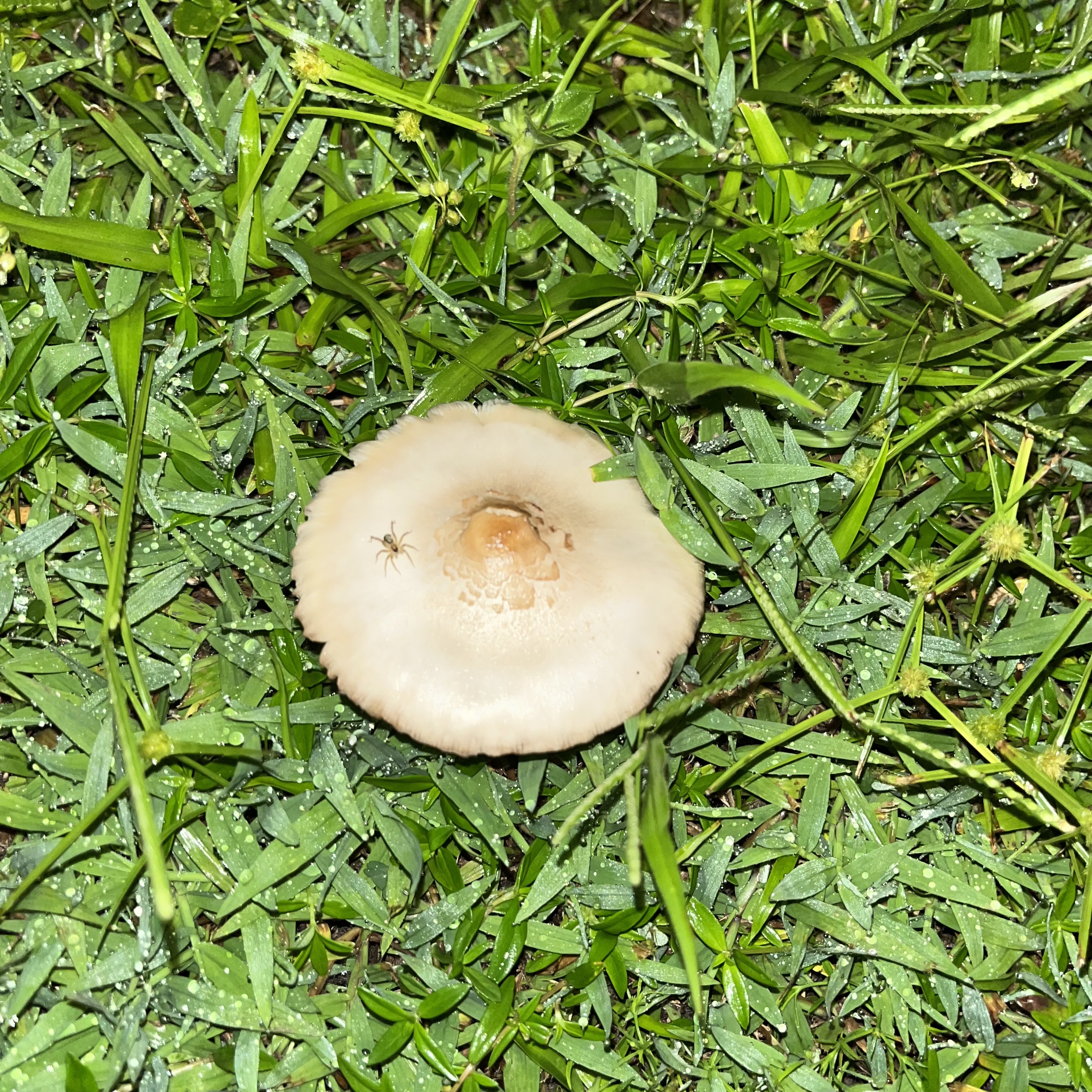 spider on mushroom