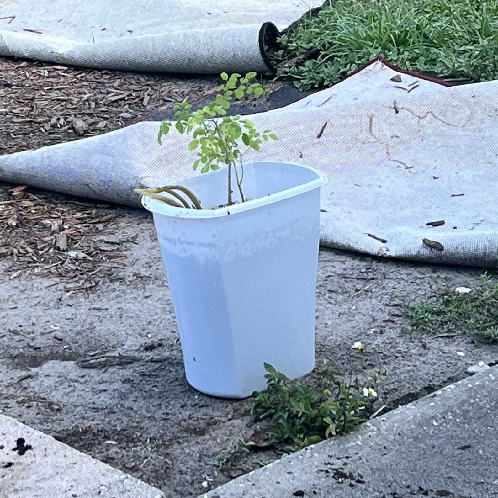 mystery moringa